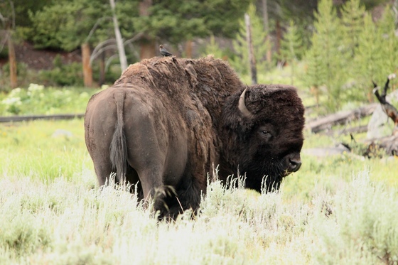 Yellowstone National Park