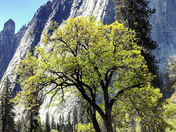 Yosemite national Park