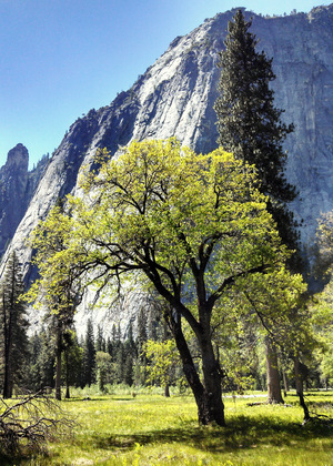 Yosemite national Park