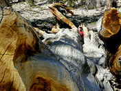 Ancient Bristlecone Pine Forest