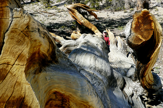 Ancient Bristlecone Pine Forest