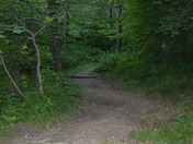 Shenandoah National Forest