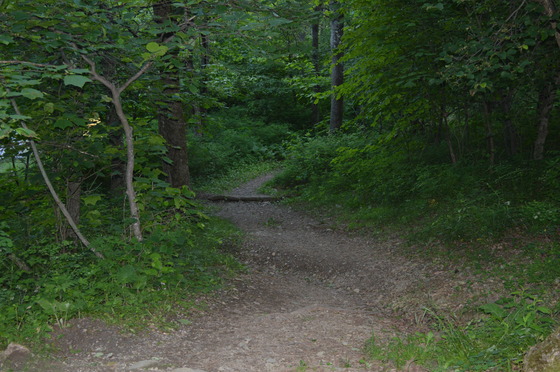 Shenandoah National Forest