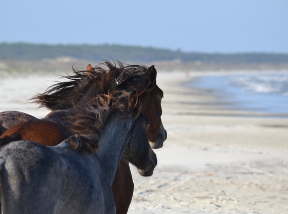 Cumberland Island National Seashore