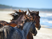 Cumberland Island National Seashore