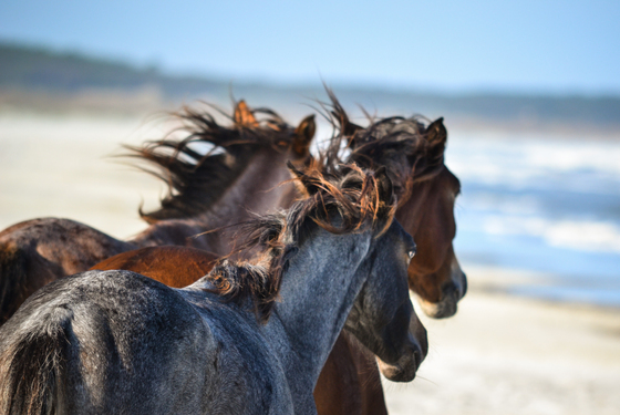 Cumberland Island National Seashore
