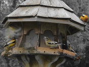 Evening Grosbeaks