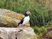 Puffin
