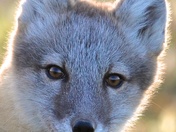 Arctic Fox Kit 