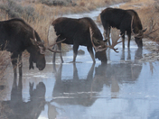 Grand Tetons