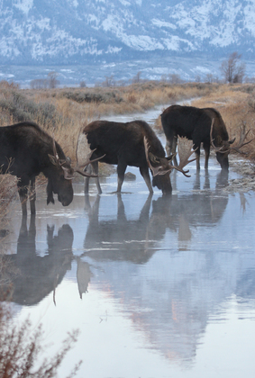 Grand Tetons