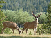 Yosemite National Park