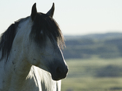 Theodore Roosevelt National Park