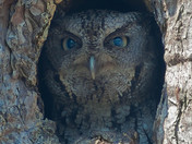 Okefenokee National Wildlife Refuge