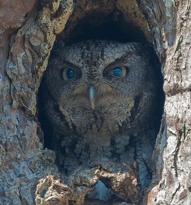 Okefenokee National Wildlife Refuge