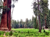Sequoia National Park