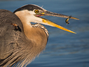 A Heron's Breakfast