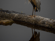 Great Blue Heron - A Murky Reflection