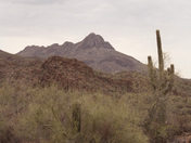Saguaro National Park West