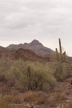 Saguaro National Park West