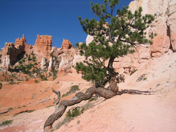 Bryce NP