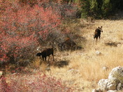 Big Horn Sheep National Forest