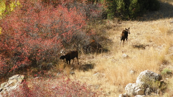 Big Horn Sheep National Forest