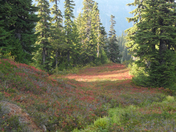 Mt. Rainier National Park