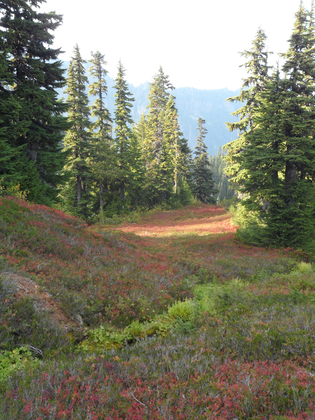 Mt. Rainier National Park