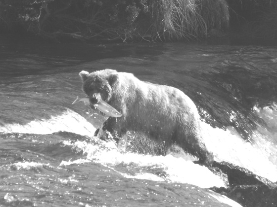 Katmai National Park