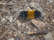 San Bernardino National Forest