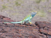 Petrified Forest National Park 