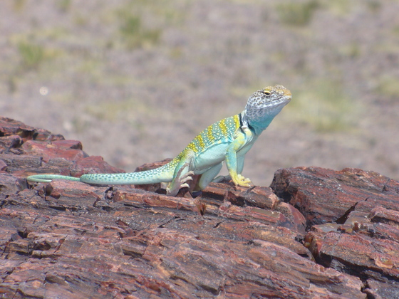 Petrified Forest National Park 