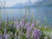 Grand Teton National Park