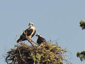 Ospreys in a nest
