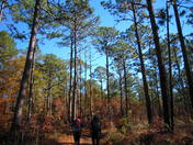 Croatan National Forest