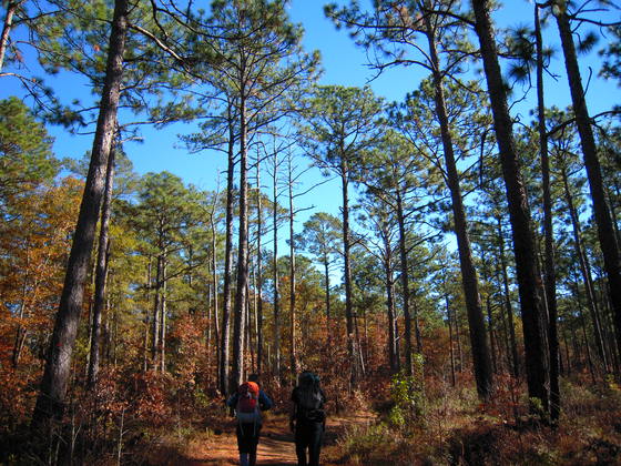 Croatan National Forest