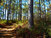 Croatan National Forest