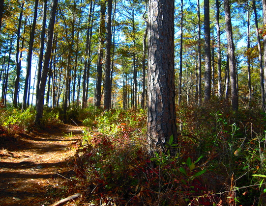 Croatan National Forest