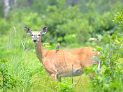 Necedah National Wildlife Refuge