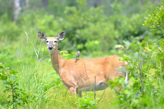 Necedah National Wildlife Refuge