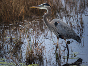 St. Marks NWR