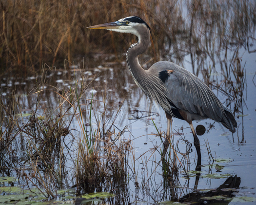 St. Marks NWR