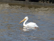 Upper Mississippi River National Wildlife & Fish Refuge