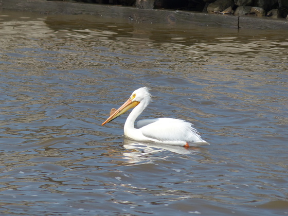 Upper Mississippi River National Wildlife & Fish Refuge