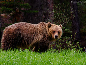 Grumpy Young Grizzly