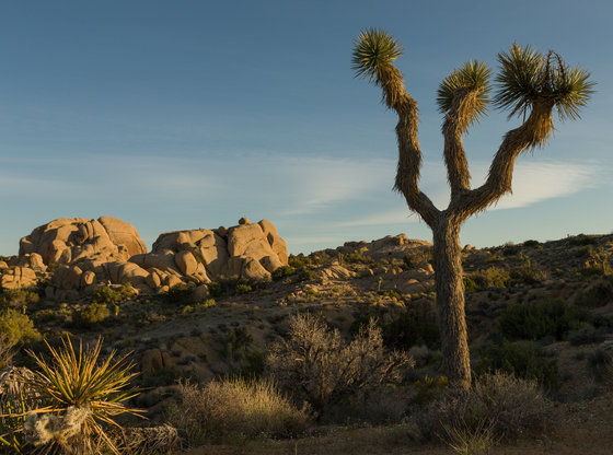 Joshua Tree National Park