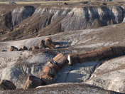 Petrified Forest