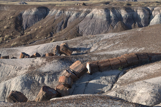 Petrified Forest