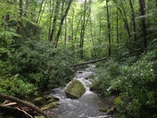 Joyce Kilmer Memorial Forest